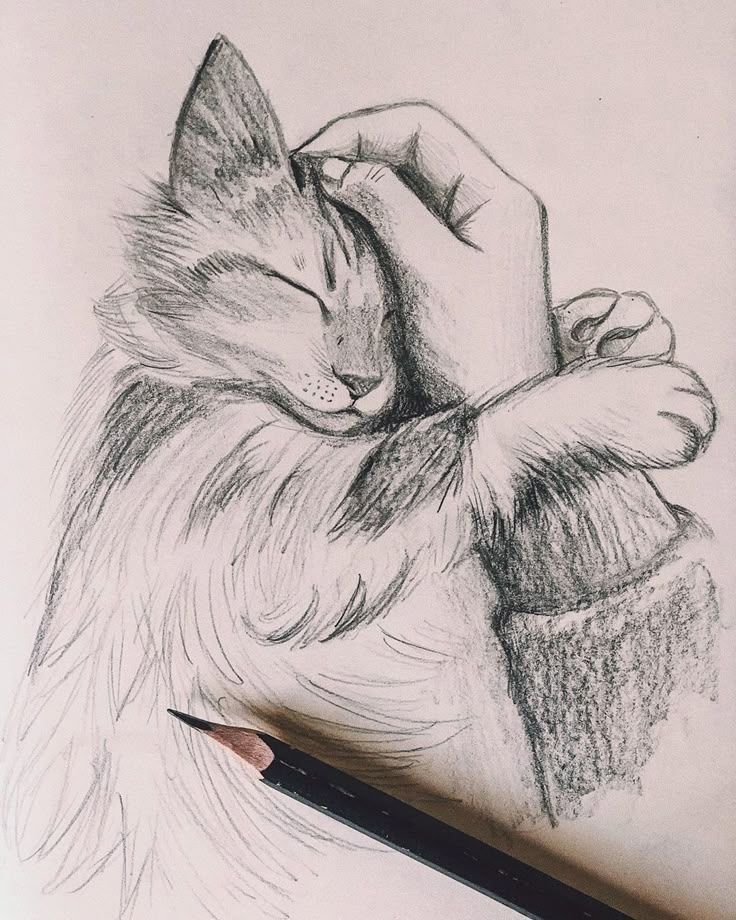 Desenho de Gato: Gato Fofo abraçado por uma mão