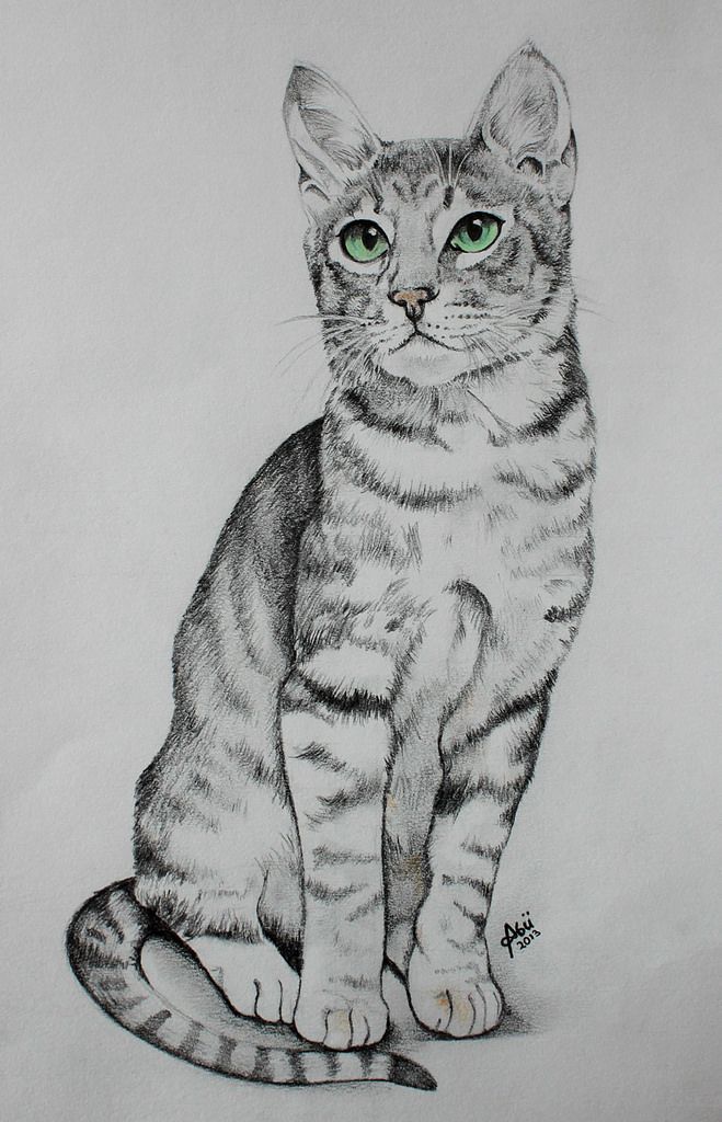 Desenho de Gato: Gato Realista a Lápis para desenhar