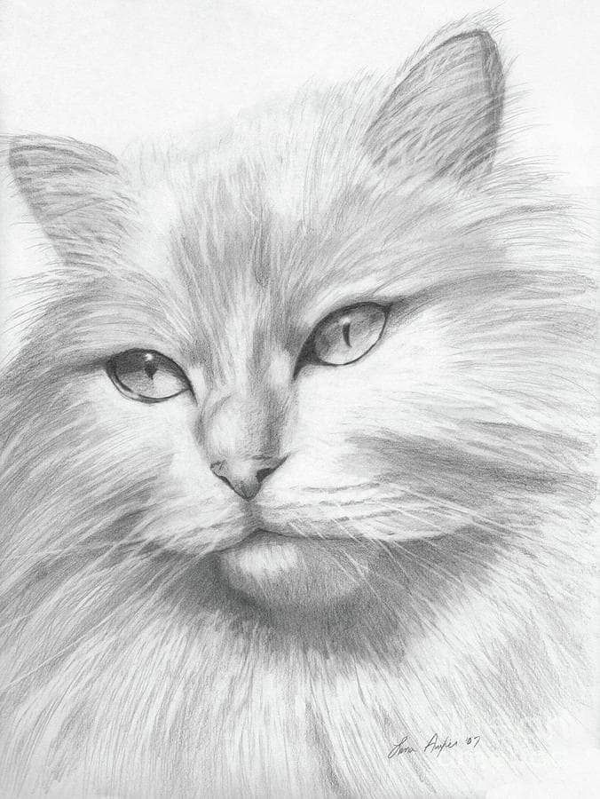 Desenho de Gato: Gato Realista a Lápis para desenhar
