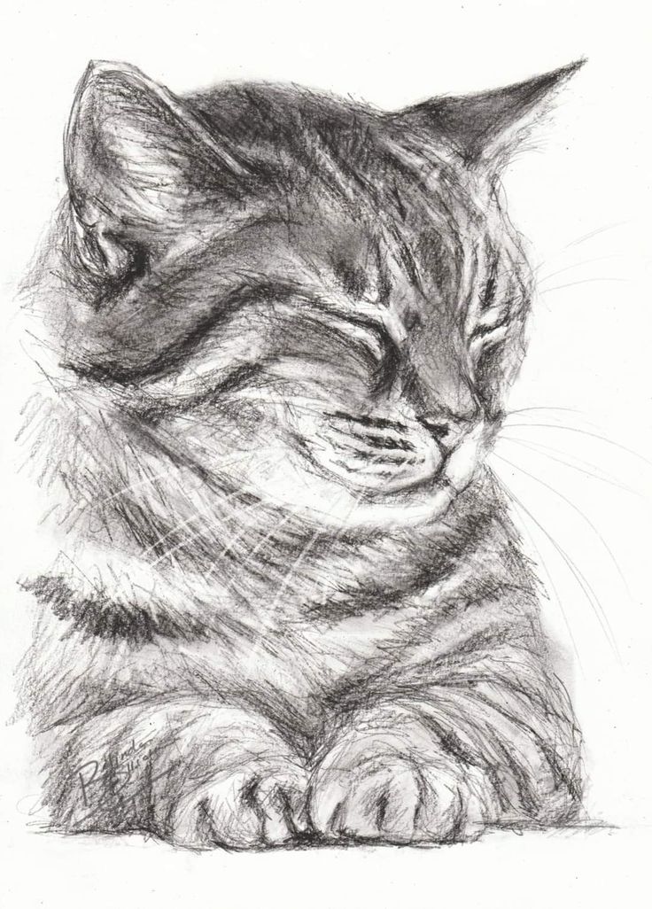Desenho de Gato: Gato Realista a Lápis para desenhar
