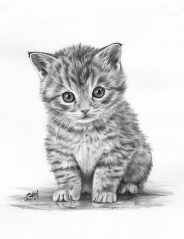 Desenho de Gato: Gato Realista a Lápis para desenhar