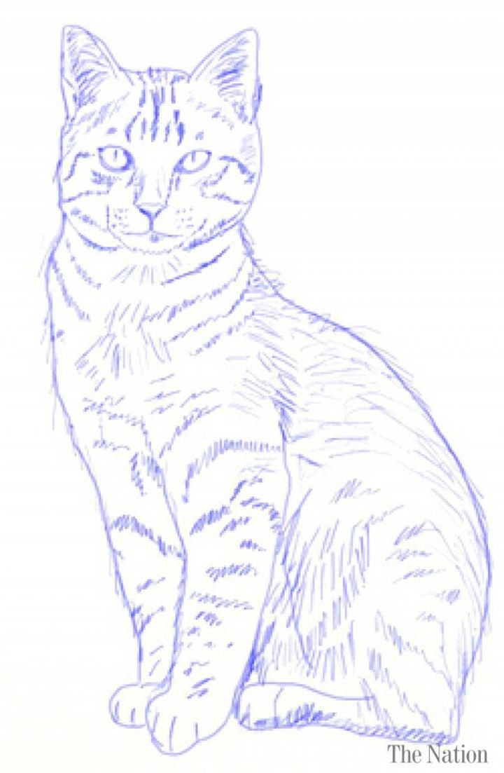 Desenho de Gato: Gato Realista a Lápis para desenhar