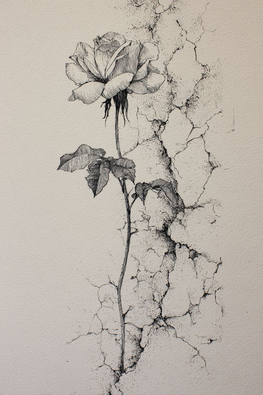 Desenho de Rosa: rosa detalhada com efeito de racha para desenhar