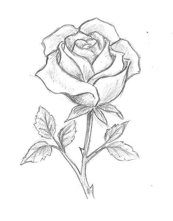 Desenho de Rosa: rosa simples e elegante para desenhar