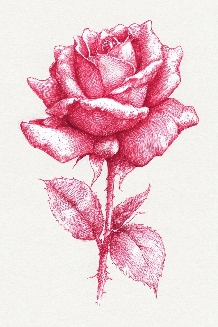 Desenho de Rosa: rosa vermelha com folhas verdes para desenhar