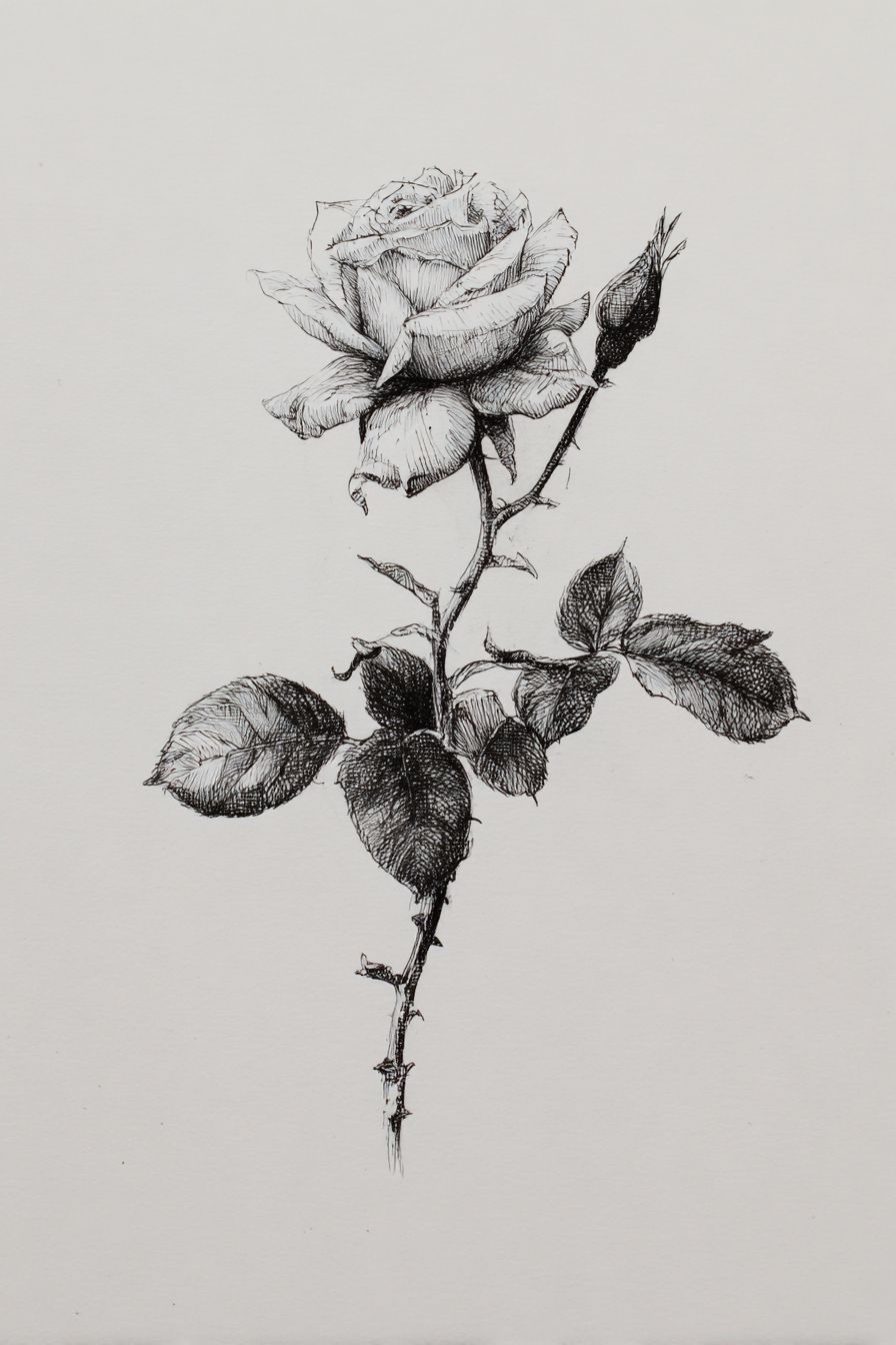 Desenho de Rosa: rosa detalhada em preto e branco para desenhar