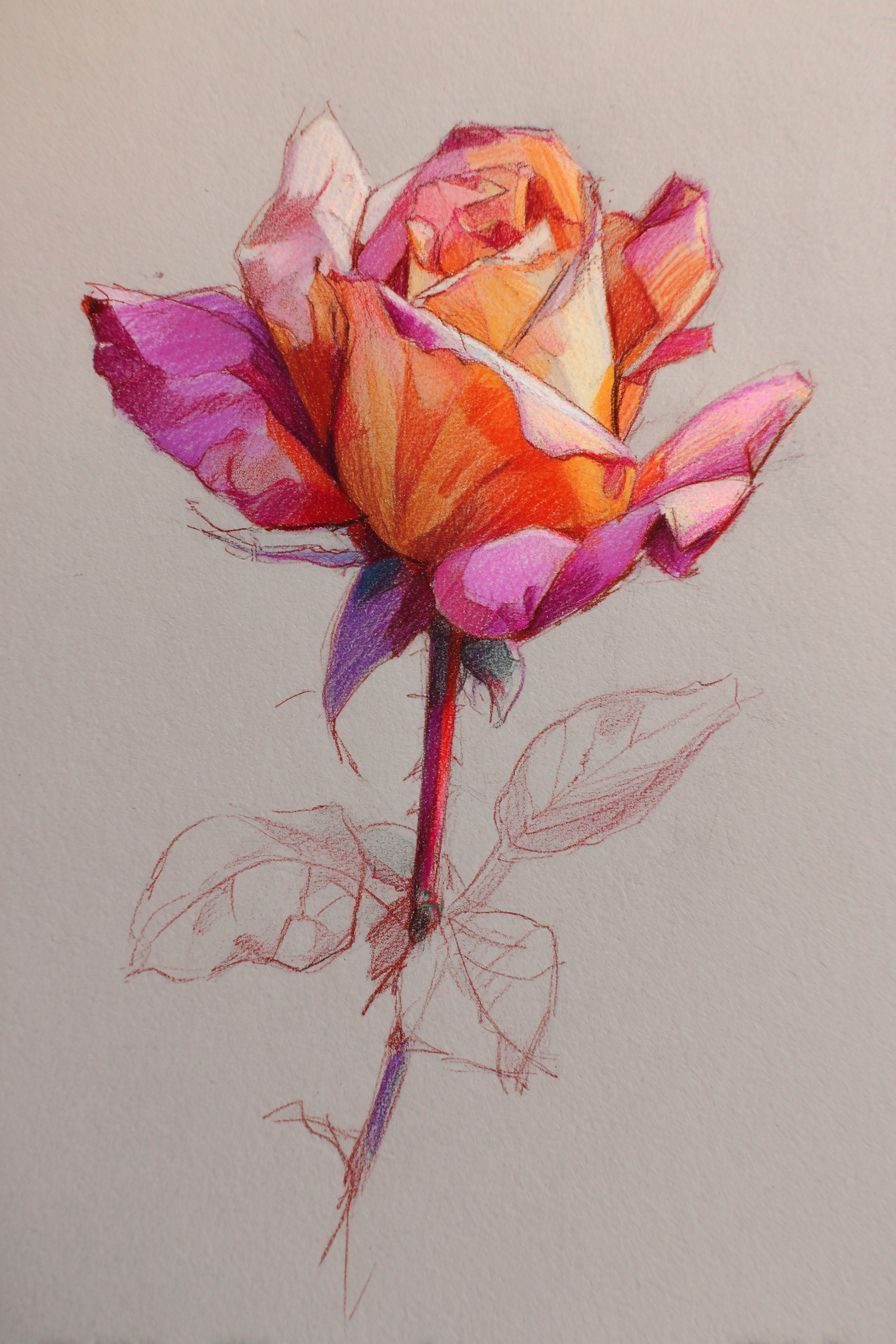 Desenho de Rosa: rosa colorida fofa a lápis para desenhar