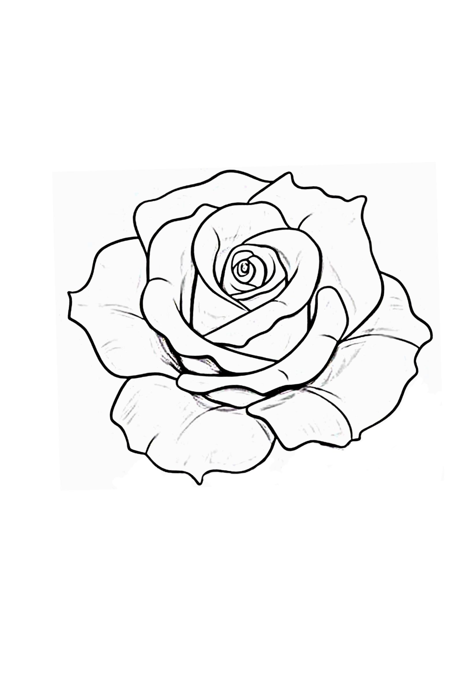 Desenho de Rosa: rosa simples e realista para desenhar