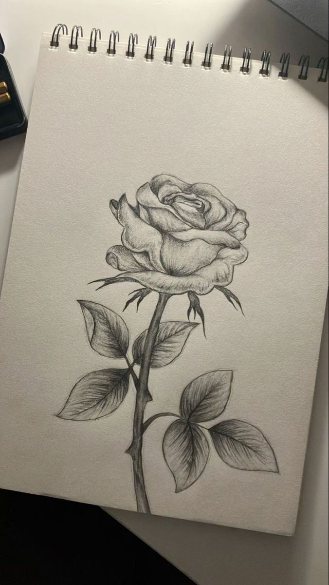 Desenho de Rosa: rosa realista em sketchbook