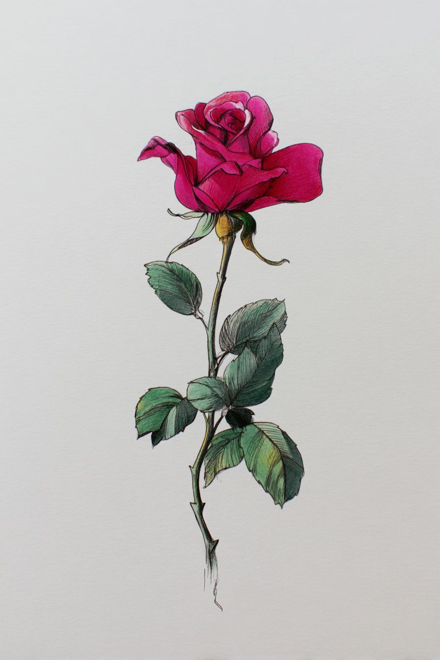 Desenho de Rosa: rosa pink com folhagem verde para desenhar