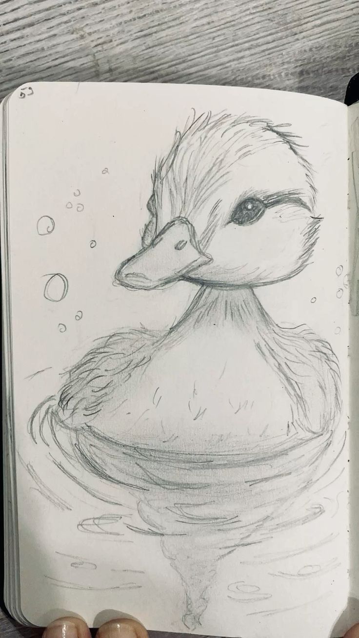 Desenho para Desenhar: Pato nadando em lagoa com bolhas