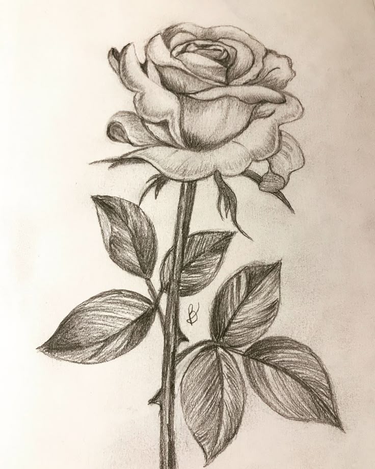 Desenho para Desenhar Flor rosa com folhas elegantes