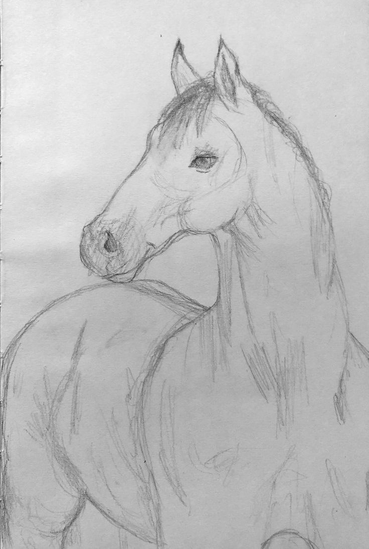 Desenhos para Desenhar de Cavalo em traços suaves