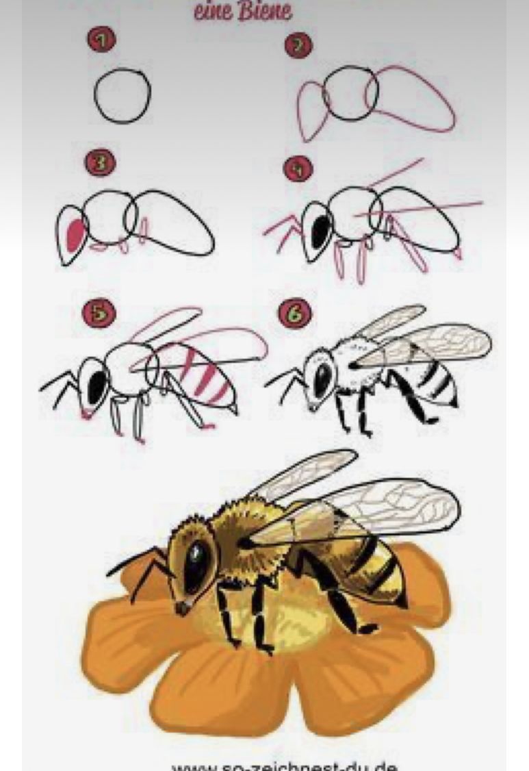 Desenhos de Abelha Abelha fofa em flor passo a passo para desenhar