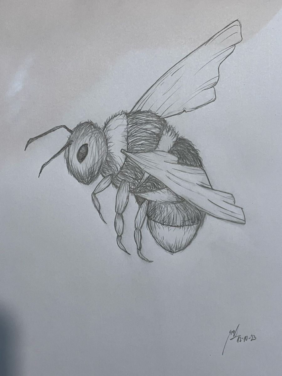 Desenhos de Abelha: Abelha realista a lápis para desenhar