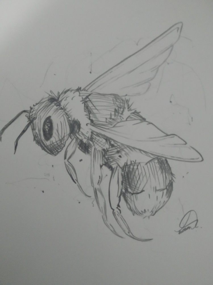 Desenhos de Abelha Abelha realista a lápis para desenhar