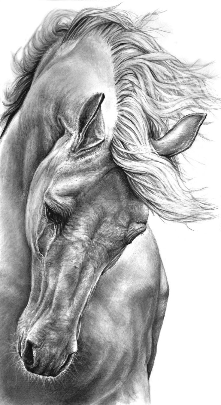 Desenhos de Cavalo: Cavalo realista a lápis para desenhar