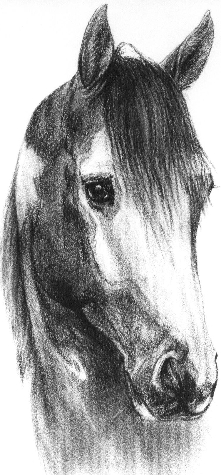 Desenhos de Cavalo: Cavalo realista fácil de desenhar