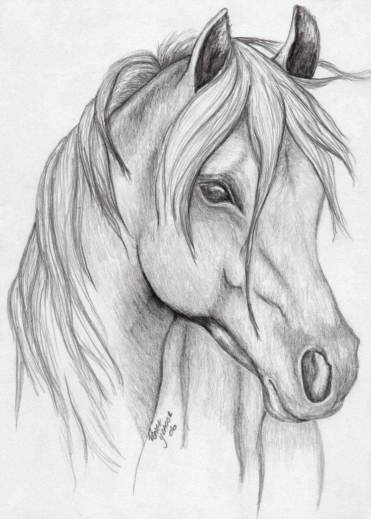 Desenhos de Cavalo: Cavalo realista a lápis para desenhar