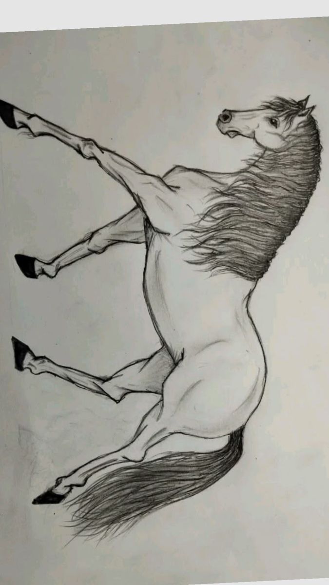 Desenhos de Cavalo: Cavalo realista a lápis para desenhar