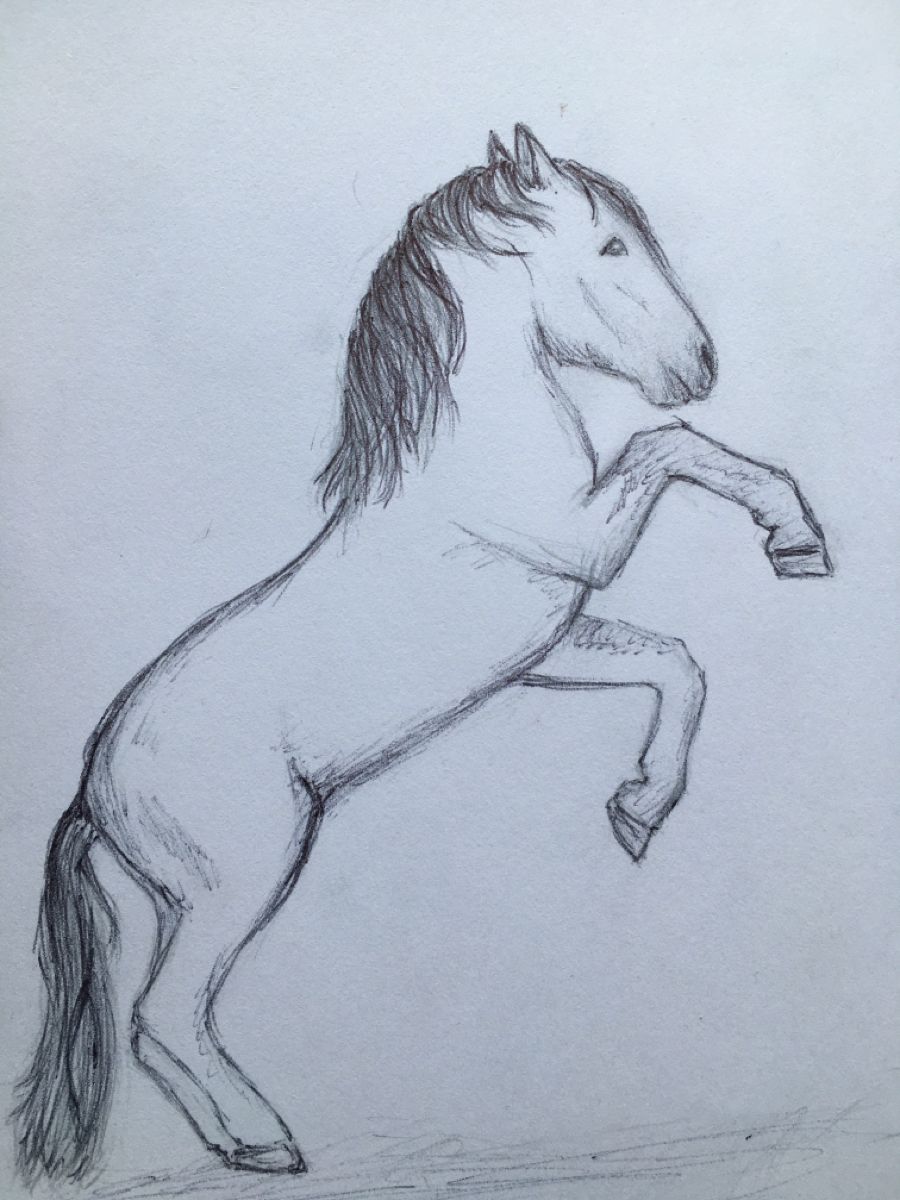 Desenhos de Cavalo: Cavalo a lápis realista para desenhar