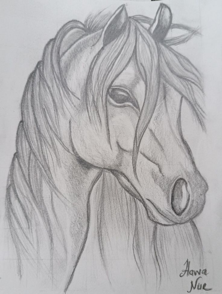 Desenhos de Cavalo: Cavalo realista a lápis para desenhar
