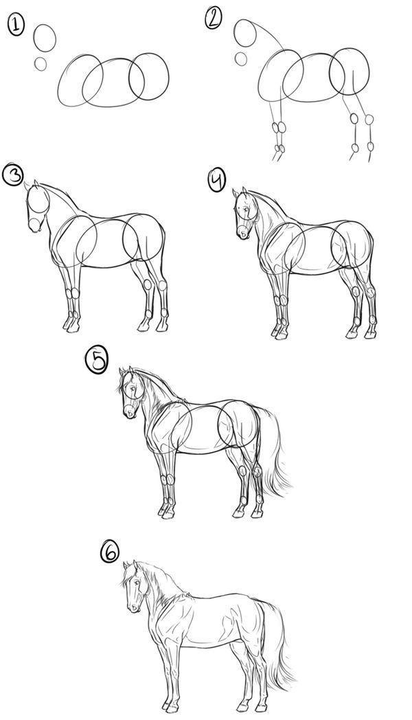 Desenhos de Cavalo: passo a passo para desenhar um Cavalo realista
