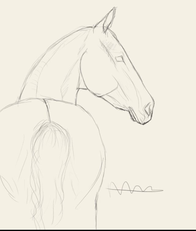 Desenhos de Cavalo: Cavalo realista simples a lápis para desenhar