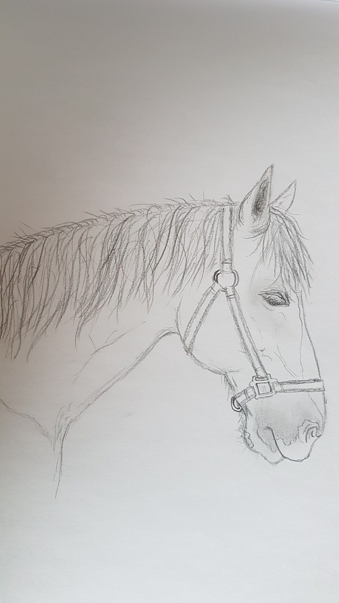 Desenhos de Cavalo: Cavalo realista a lápis simples para desenhar