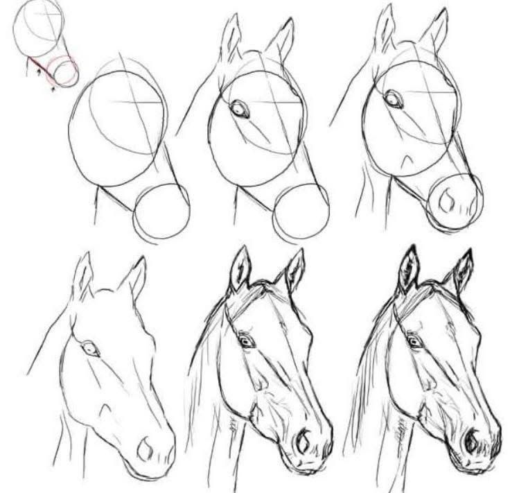Desenhos de Cavalo: passo a passo para desenhar a cabeça do cavalo