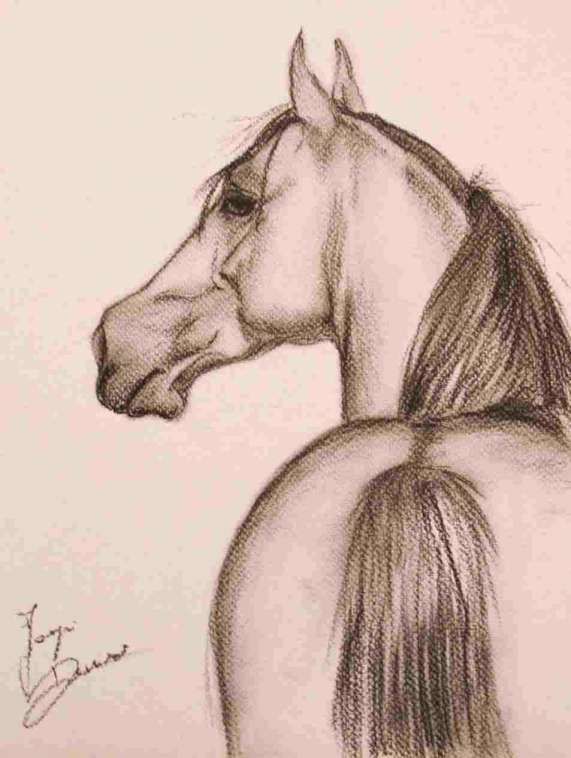 Desenhos de Cavalo: Cavalo realista a lápis para desenhar