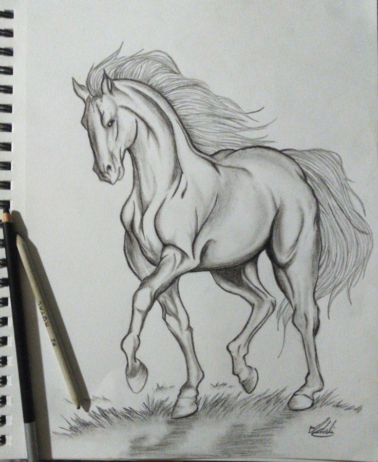 Desenhos de Cavalo: Cavalo realista a lápis para desenhar