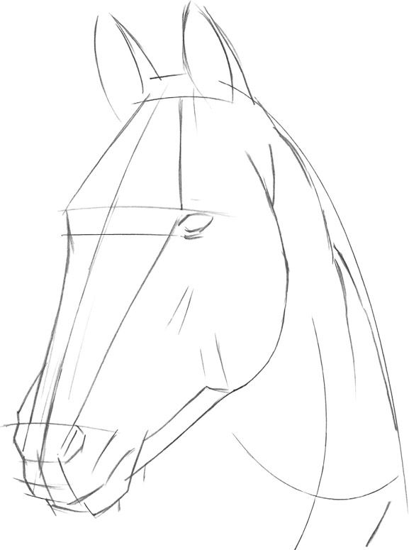 Desenhos de Cavalo: Cavalo simples a lápis para desenhar