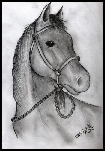 Desenhos de Cavalo: Cavalo realista a lápis para desenhar