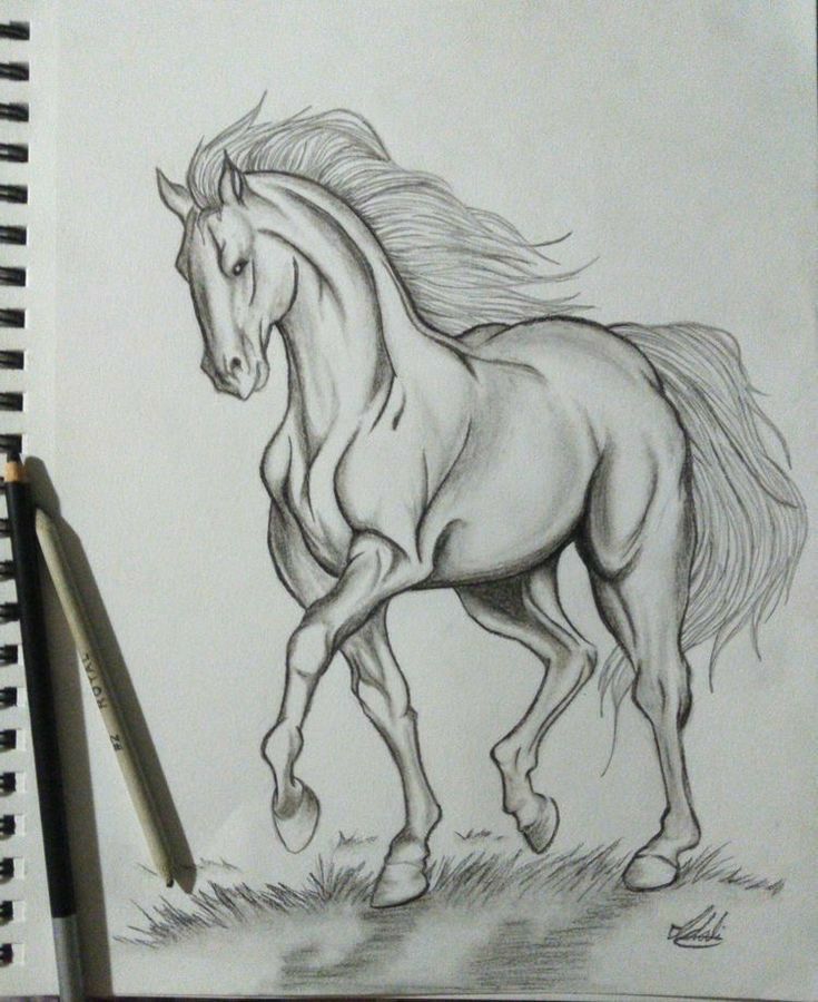 Desenhos de Cavalo: Cavalo realista a lápis para desenhar