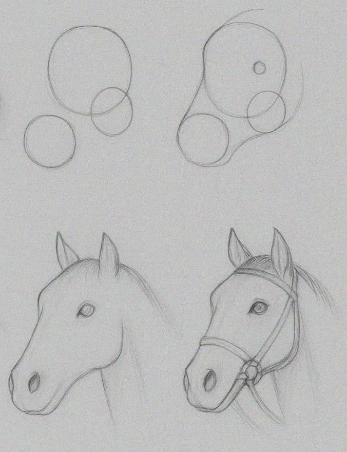 Desenhos de Cavalo: Como desenhar um Cavalo passo a passo