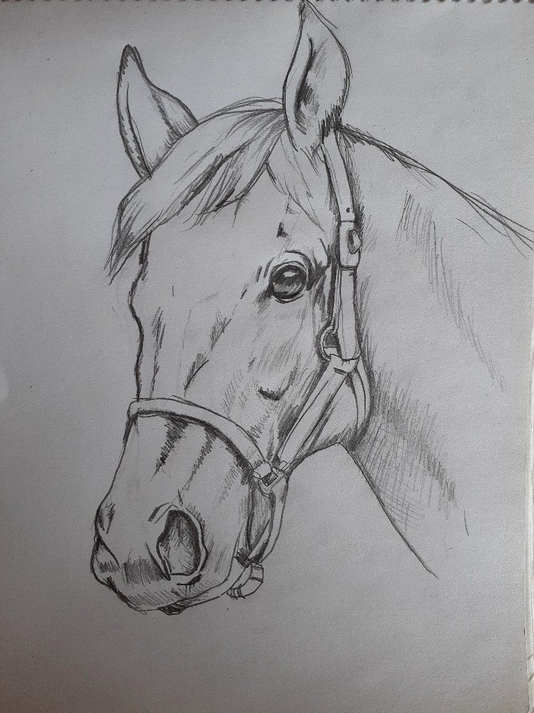 Desenhos de Cavalo: Cavalo realista a lápis para desenhar