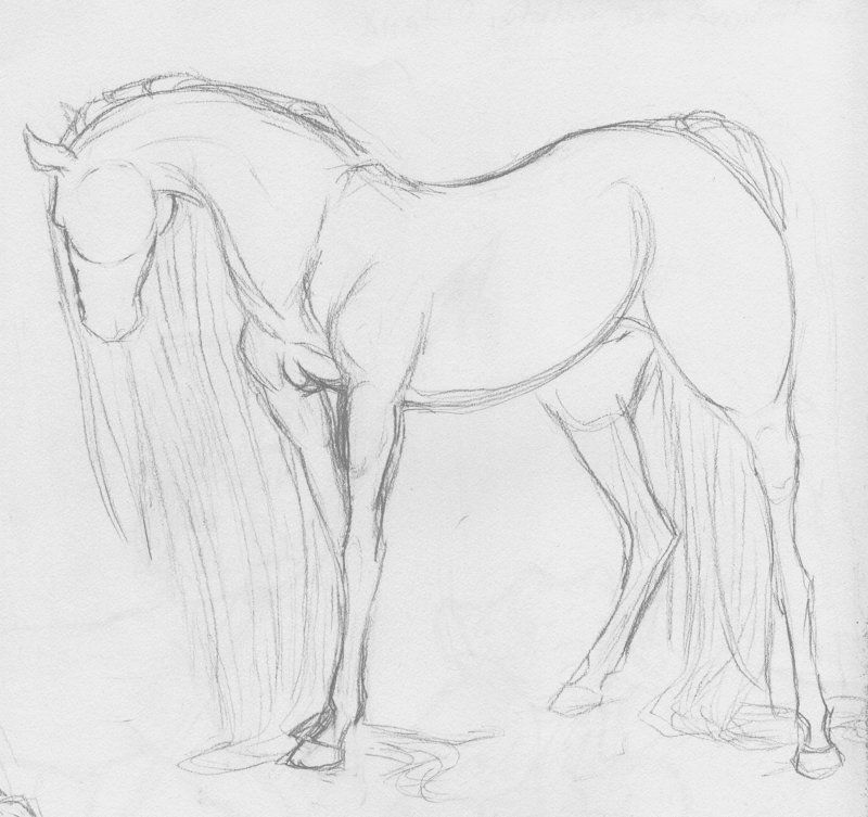Desenhos de Cavalo: Cavalo realista a lápis para desenhar