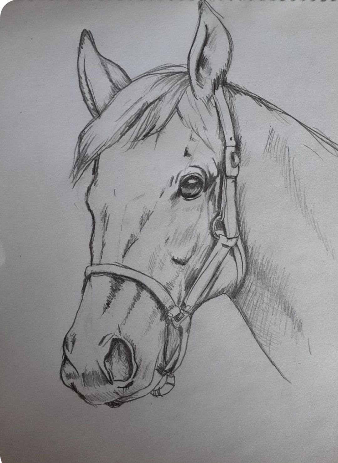 Desenhos de Cavalo: Cavalo realista a lápis para desenhar