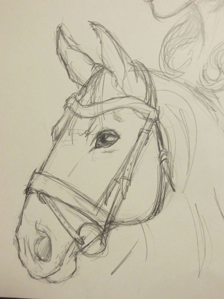 Desenhos de Cavalo: Cabeça de Cavalo a Lápis para desenhar