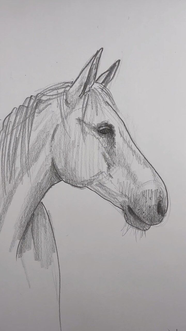 Desenhos de Cavalo: Cavalo realista a lápis para desenhar
