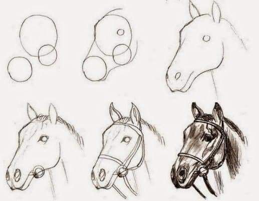 Desenhos de Cavalo: passo a passo para desenhar um cavalo