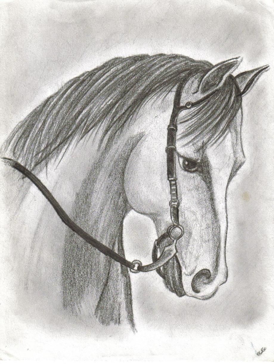 Desenhos de Cavalo: Cavalo realista a lápis para desenhar