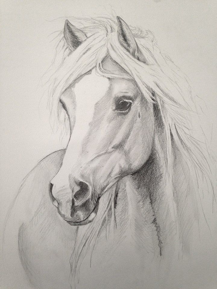 Desenhos de Cavalo: Cavalo realista a lápis para desenhar