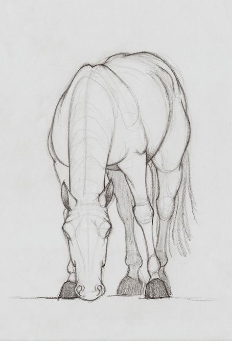 Desenhos de Cavalo: Cavalo realista a lápis para desenhar