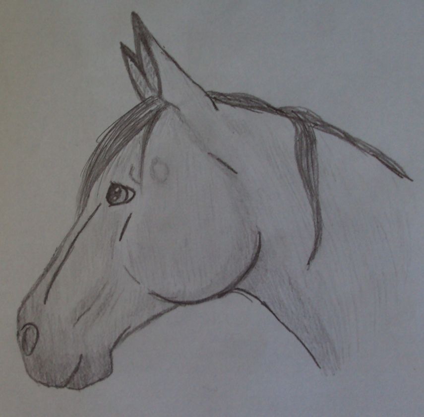 Desenhos de Cavalo: Cavalo realista a lápis para desenhar