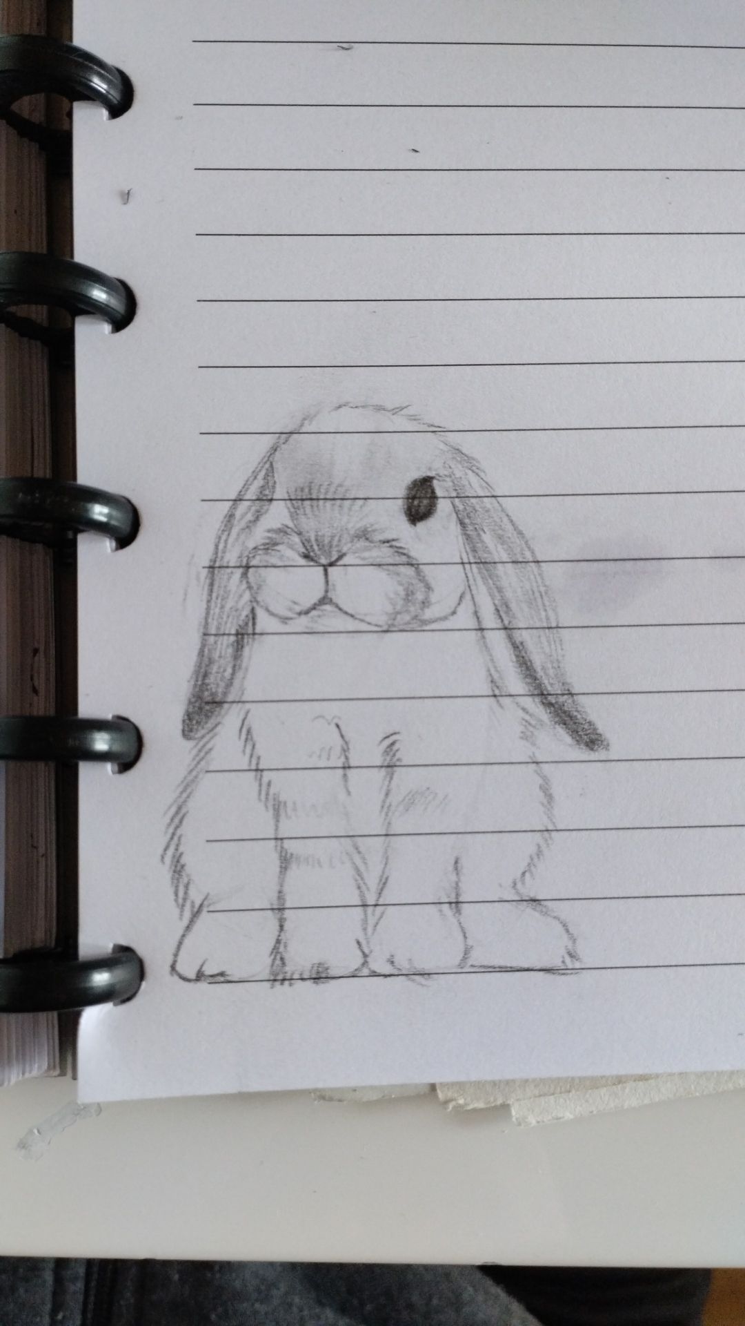 Desenho de Coelho: Fofa imagem de coelho a lápis para desenhar