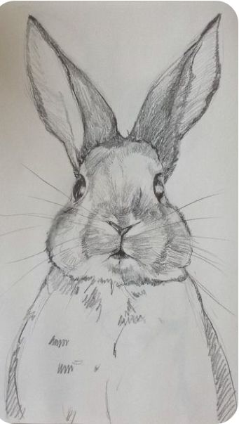 Desenho de Coelho: Cabeça de coelho realista a lápis