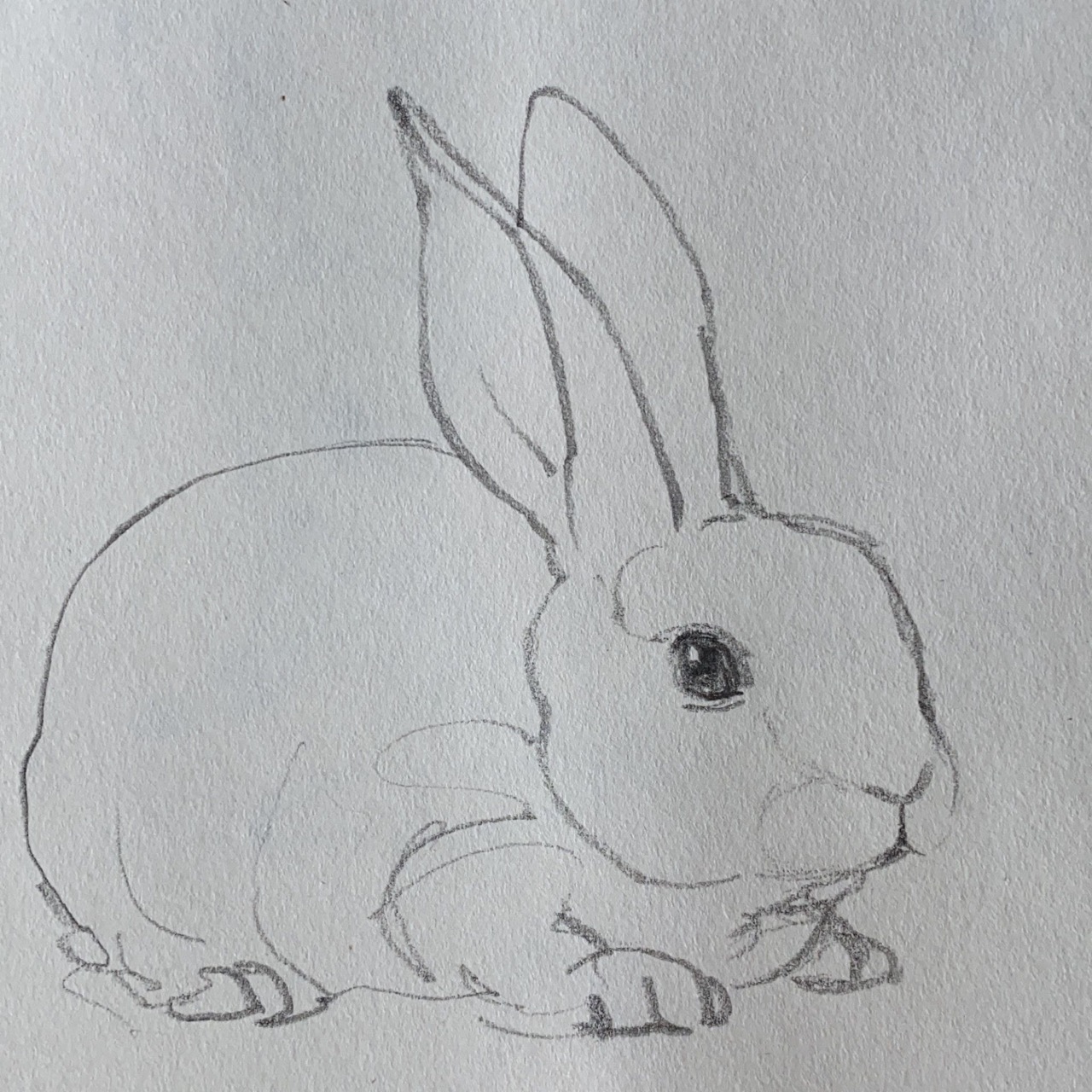 Desenho de Coelho: Coelho fofo a lápis para desenhar