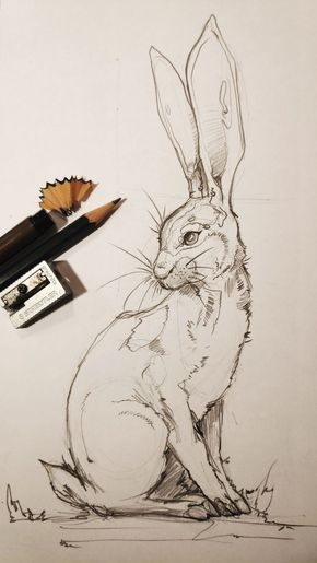 Desenho de Coelho: Coelho fofo e realista a lápis